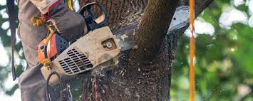 Best Emergency Tree Removal  in Richland Hills, TX