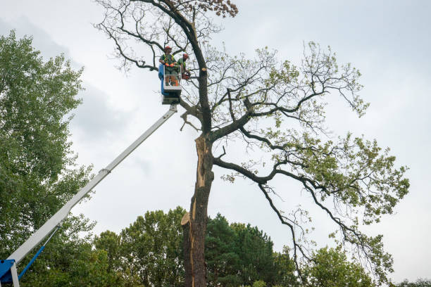 Best Aeration Services  in Richland Hills, TX