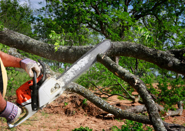 Organic Lawn Care Solutions in Richland Hills, TX